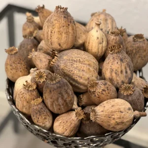 Dried Austrian Poppy Pods (Without Seeds)