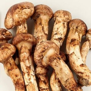 Bhutanese Mushroom