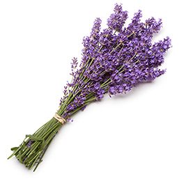 Lavender Batch