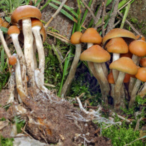 Psilocybe Mexicana