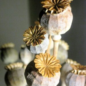 Dried Papaver Pods(Grade A)