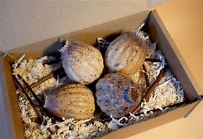 Dried Poppy Pod Heads For Tea
